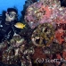 wreck_liberty_tam_h_0144_bal3739.jpg